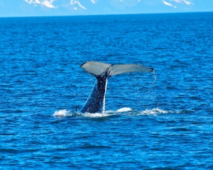 Humpback-whale-_3_