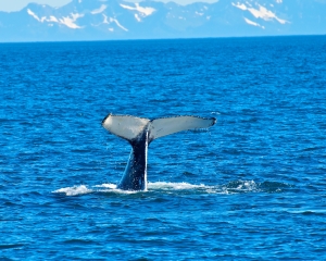 Humpback-whale-_4_