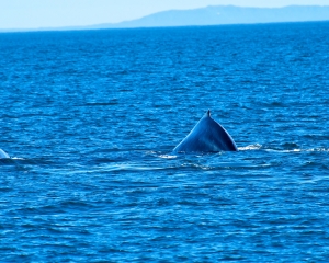 Humpback-whale-_5_