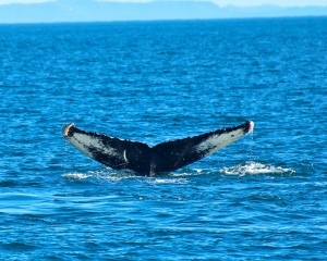 Humpback-whale-_6_