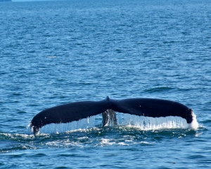 Humpback-whale-_9_