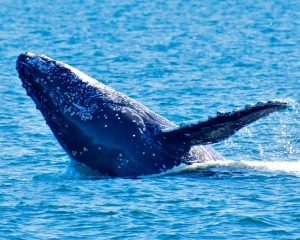 Humpback-whale-breaching-_1_