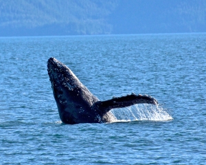 Humpback-whale-breaching