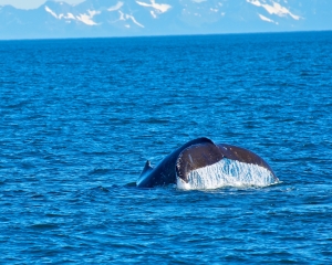 Humpback-whale