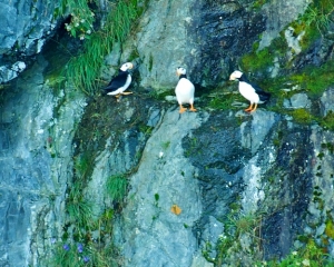 Puffins-_1_