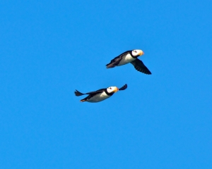 Puffins