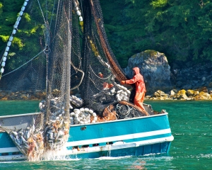 Pulling-up-the-Salmon