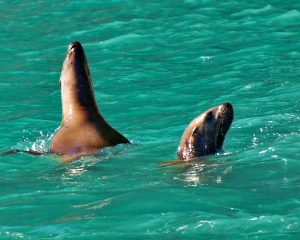 Sea-Lions-_1__001