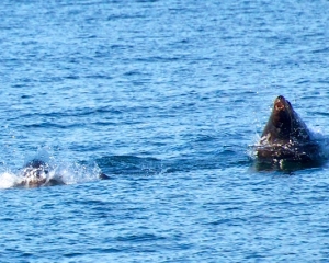 Sea-Lions-_2_