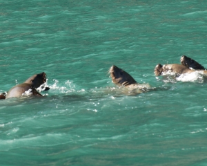 Sea-Lions-_2__001