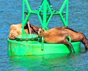 Sea-Lions