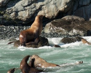 Sea-Lions_001