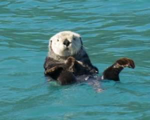 Sea-Otter-Old-Man-of-the-Sea