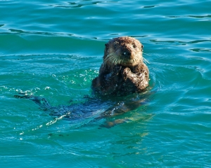 Sea-Otter-_1_