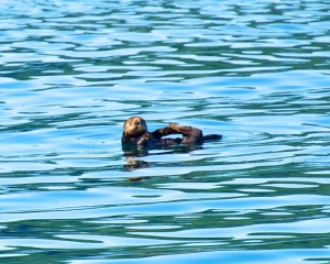 Sea-Otter