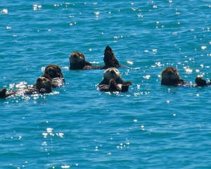 Sea-Otters-_2_