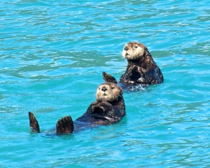 Sea-Otters-_3_