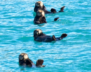 Sea-Otters