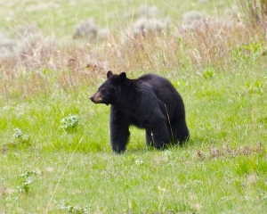 Black bear