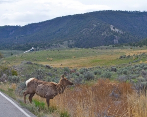 Female Elk