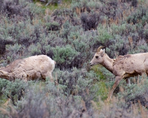 Bighorn Sheep