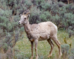 Bighorn Sheep