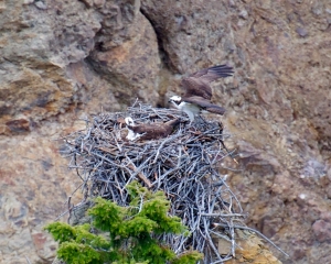 Nesting osprey