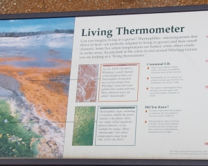 Living Thermometer