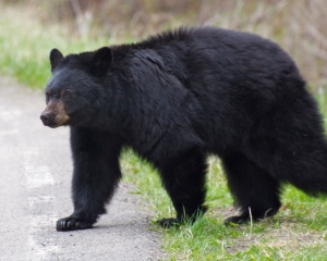 Black bear