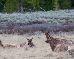 Female Elk