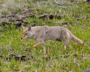 coyote