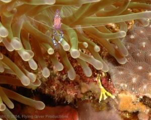 Wakatobi_Slides_021_1