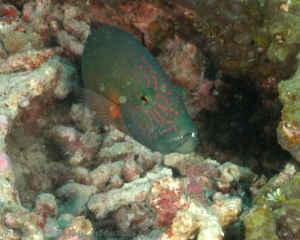 Wakatobi_Slides_076_1