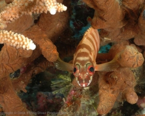 Wakatobi_Slides_079_1