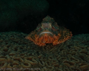 Wakatobi_Slides_089_1