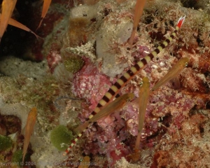 Wakatobi_Slides_092_1